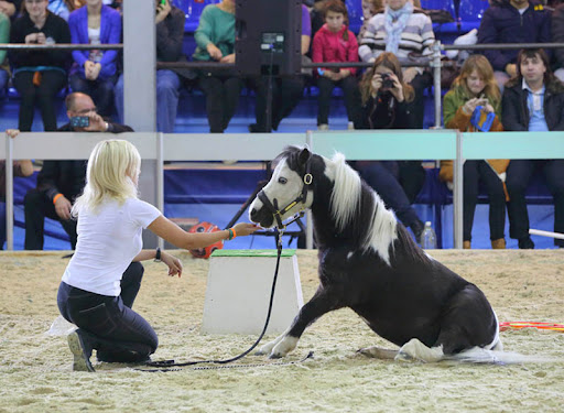 馬匹博覽會(huì)，馬展現(xiàn)場(chǎng)，莫斯科馬博覽會(huì)現(xiàn)場(chǎng)